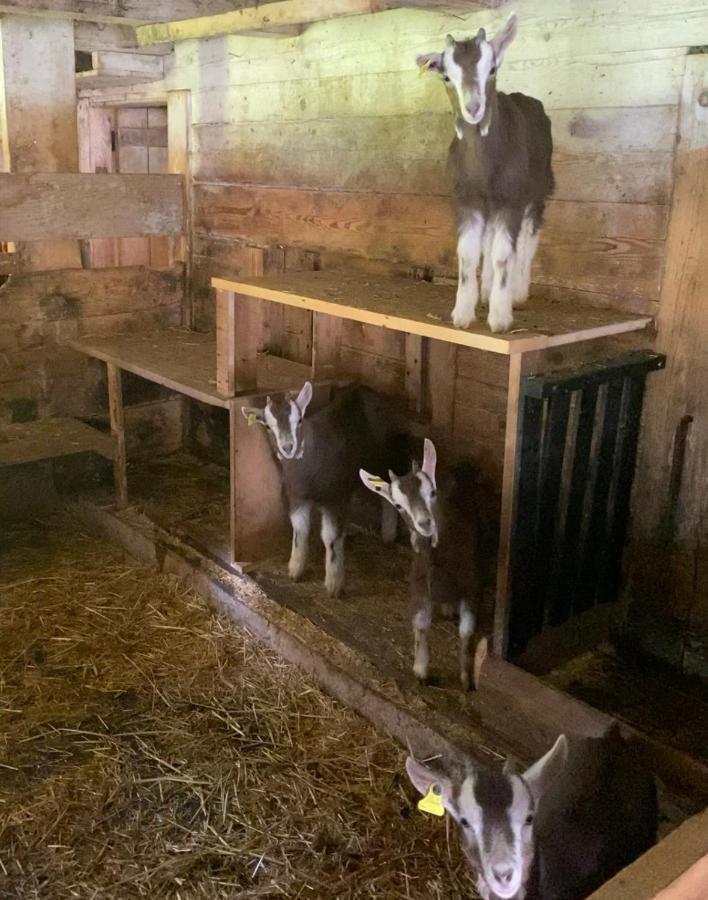 Schlafen Im Fass - Schlaffass - Abenteuer - Romantik - Haslifass Villa Innertkirchen Dış mekan fotoğraf